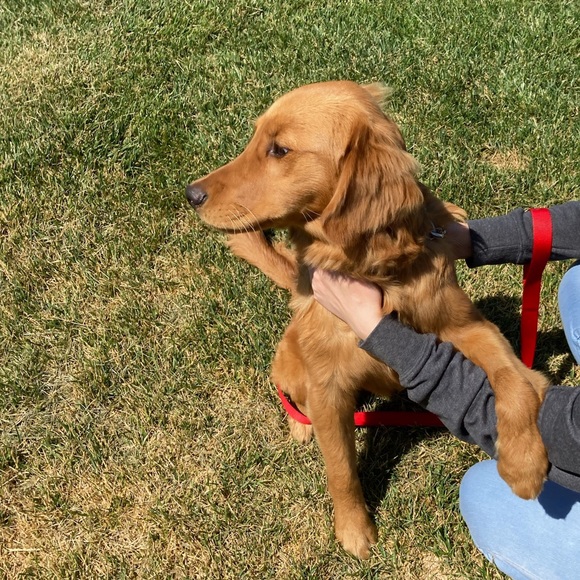 Meet your posher - Picture 5 of 6